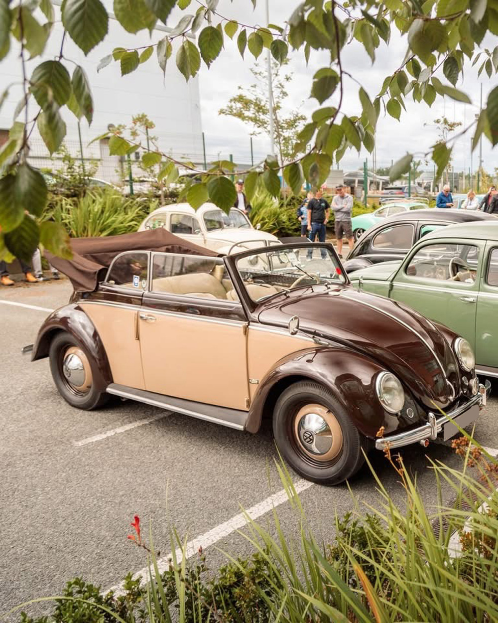 Three VW Beetles in a row at the show